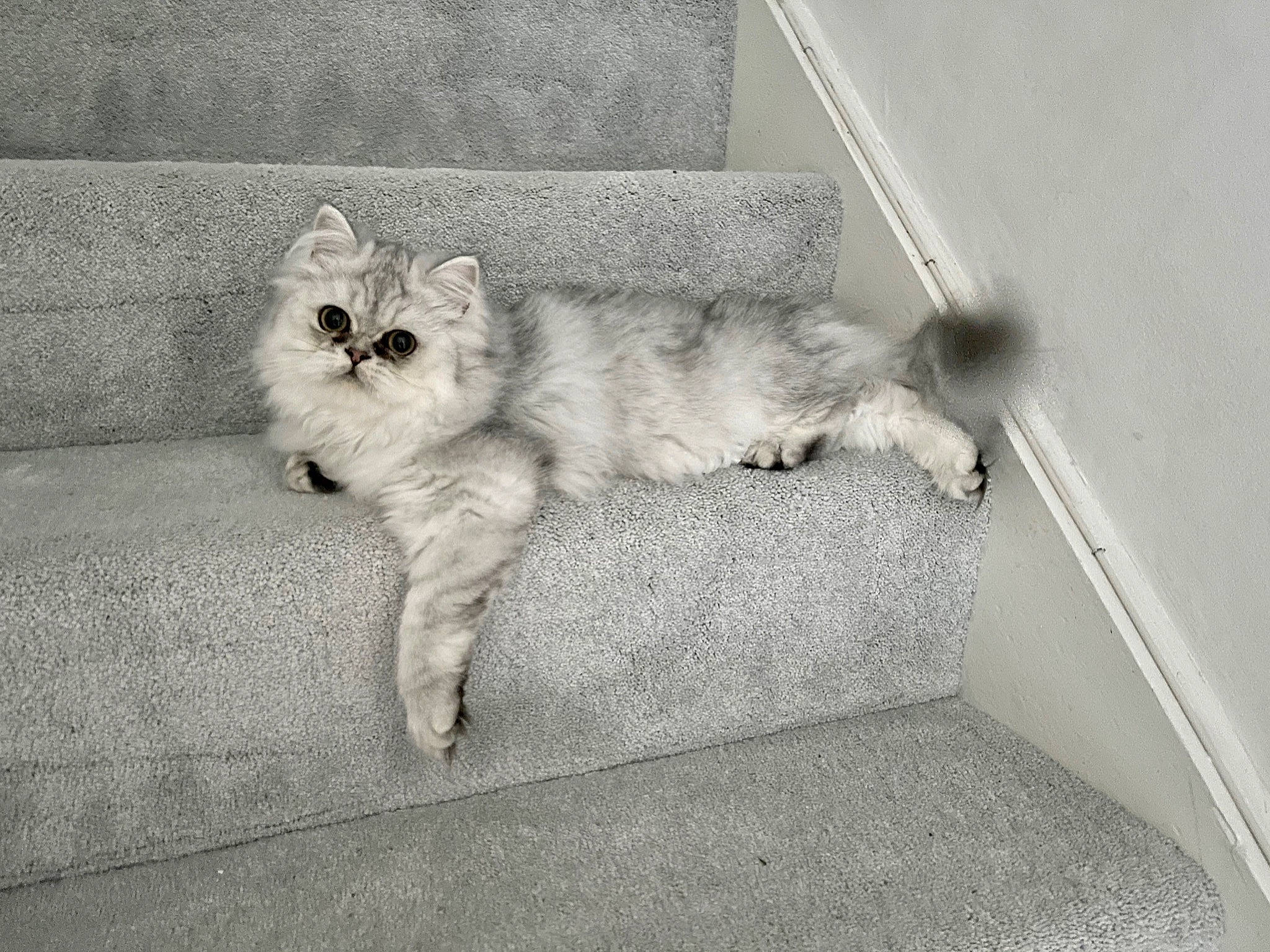 Trixie is registered to the contest to win money with this photo: asphalt, carnivore, cat, claw, comfort, companion_dog, couch, dog_breed, fawn, felidae, floor, flooring, grey, leg, paw, road_surface, small_to_medium_sized_cats, snout, tail, whiskers