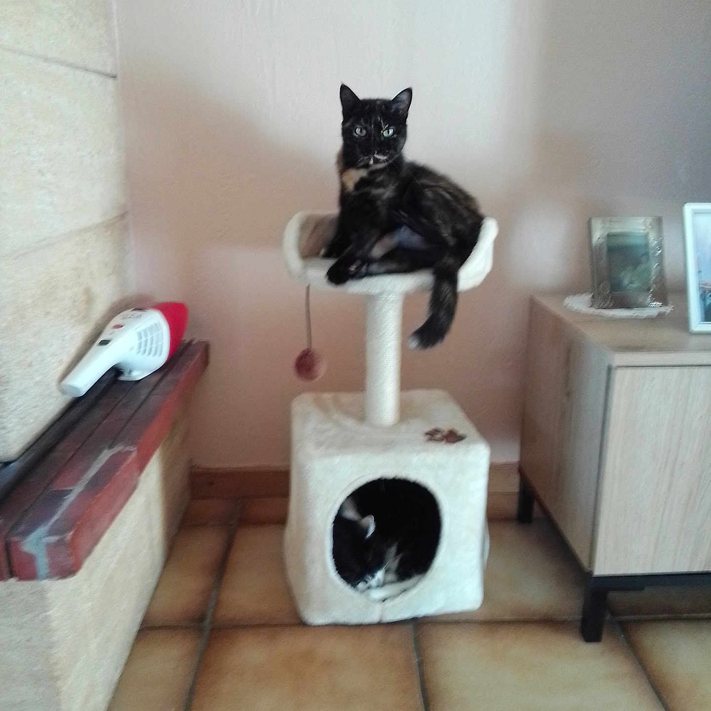 Luna a rejoint le concours — aidez-le/la à gagner de superbes lots ! black_cat, cabinet, cat, cat_tree, corner, cozy, domestic, floor, furniture, household, indoor, pet, picture_frame, playful, relaxed, resting, sleeping, tile_floor, toy, white_cat