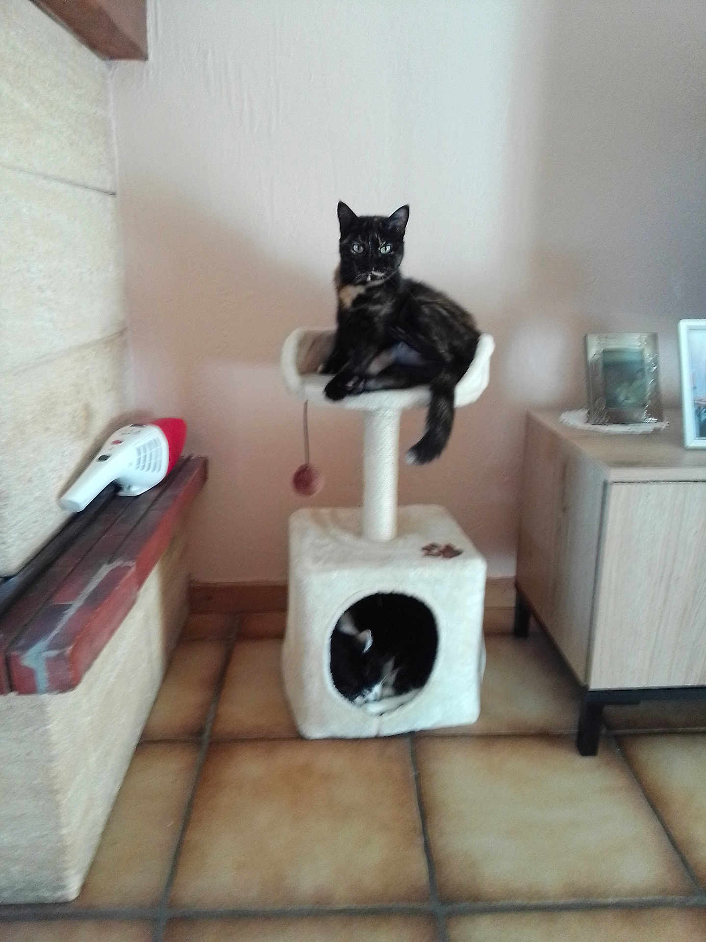 Luna a rejoint le concours — aidez-le/la à gagner de superbes lots ! cat, cat_tree, indoor, pet, furniture, floor, tile_floor, resting, sleeping, black_cat, white_cat, household, cozy, corner, cabinet, picture_frame, toy, playful, relaxed, domestic