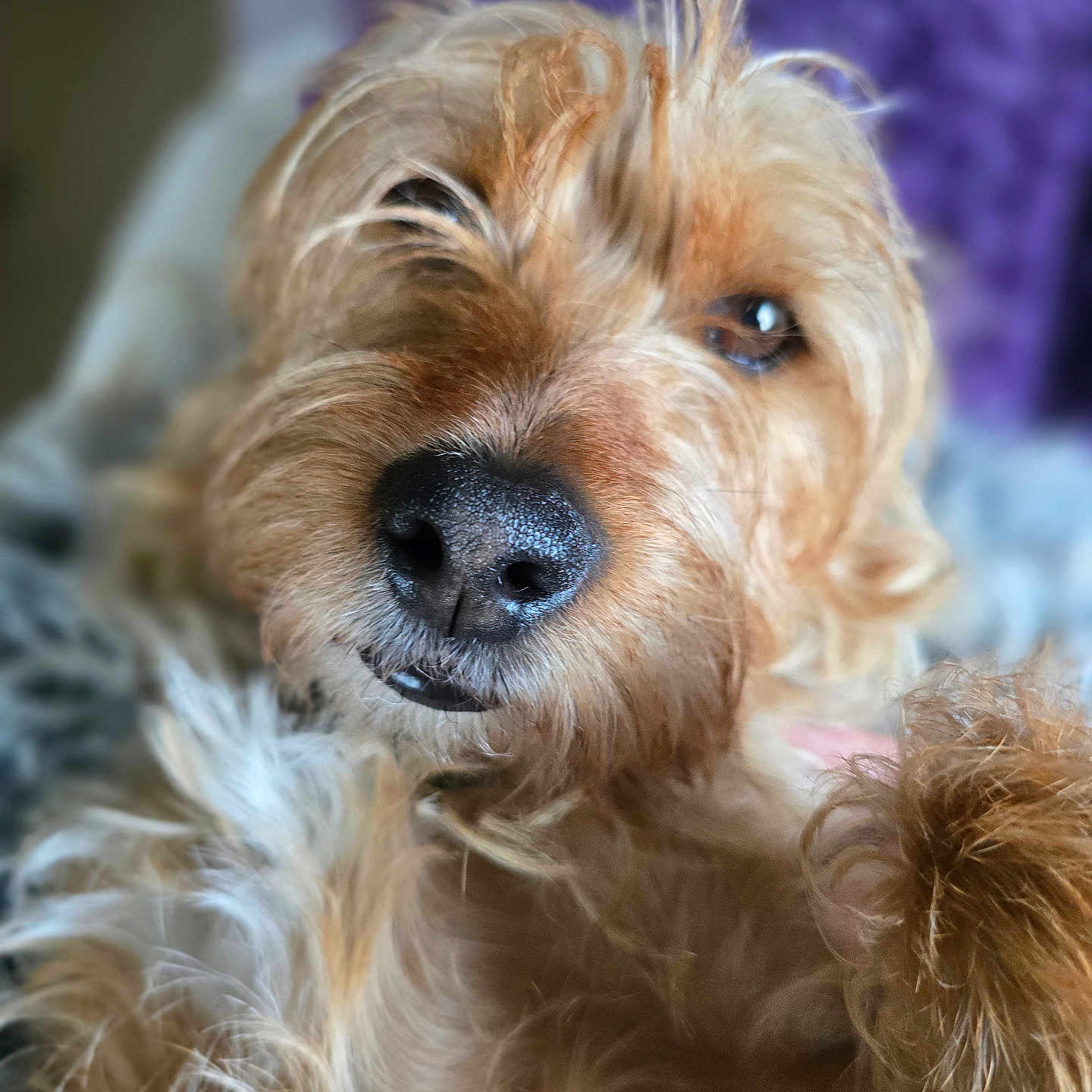 Vali