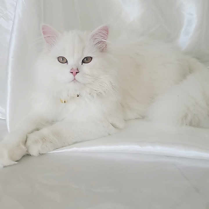 Simba a rejoint le concours — aidez-le/la à gagner de superbes lots ! cat, white_cat, fluffy, pet, animal, feline, indoor, relaxing, lying_down, soft_texture, fur, portrait, cute, domestic_animal, whiskers, ears, pink_nose, collar, resting, calm