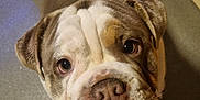 Ronnie joined the competition — help win amazing prizes! animal, brown, bulldog, close_up, companion, cute, dog, domestic, ears, expression, face, floor, indoor, looking_up, muzzle, nose, pet, portrait, white, wrinkles
