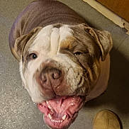 Ronnie is registered to the contest to win money with this photo: dog, bulldog, pet, animal, close_up, floor, indoor, paw, smiling, tongue, open_mouth, happy, wrinkles, face, canine, slipper, pajamas, footwear, one_eye_closed, looking_up