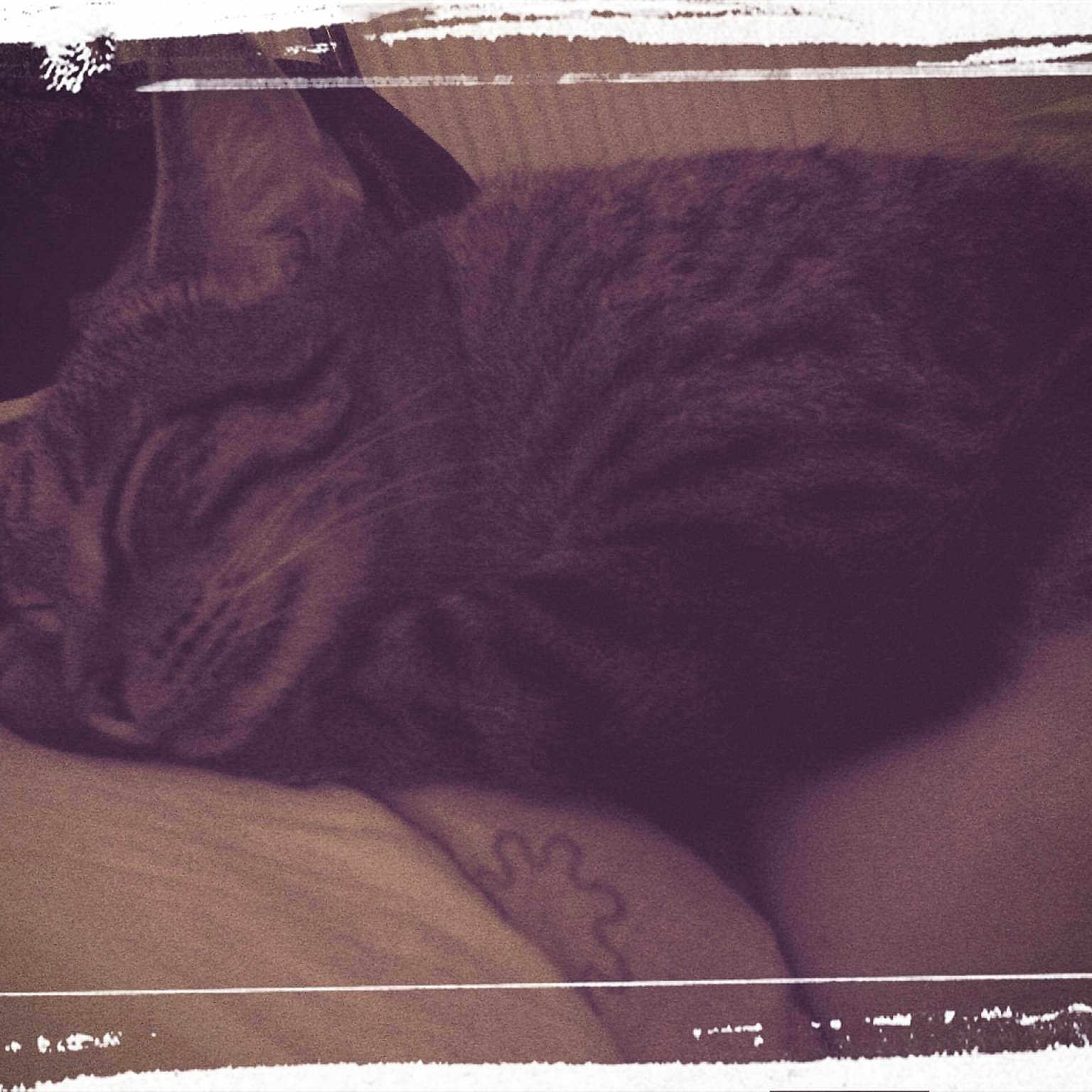 Kitty