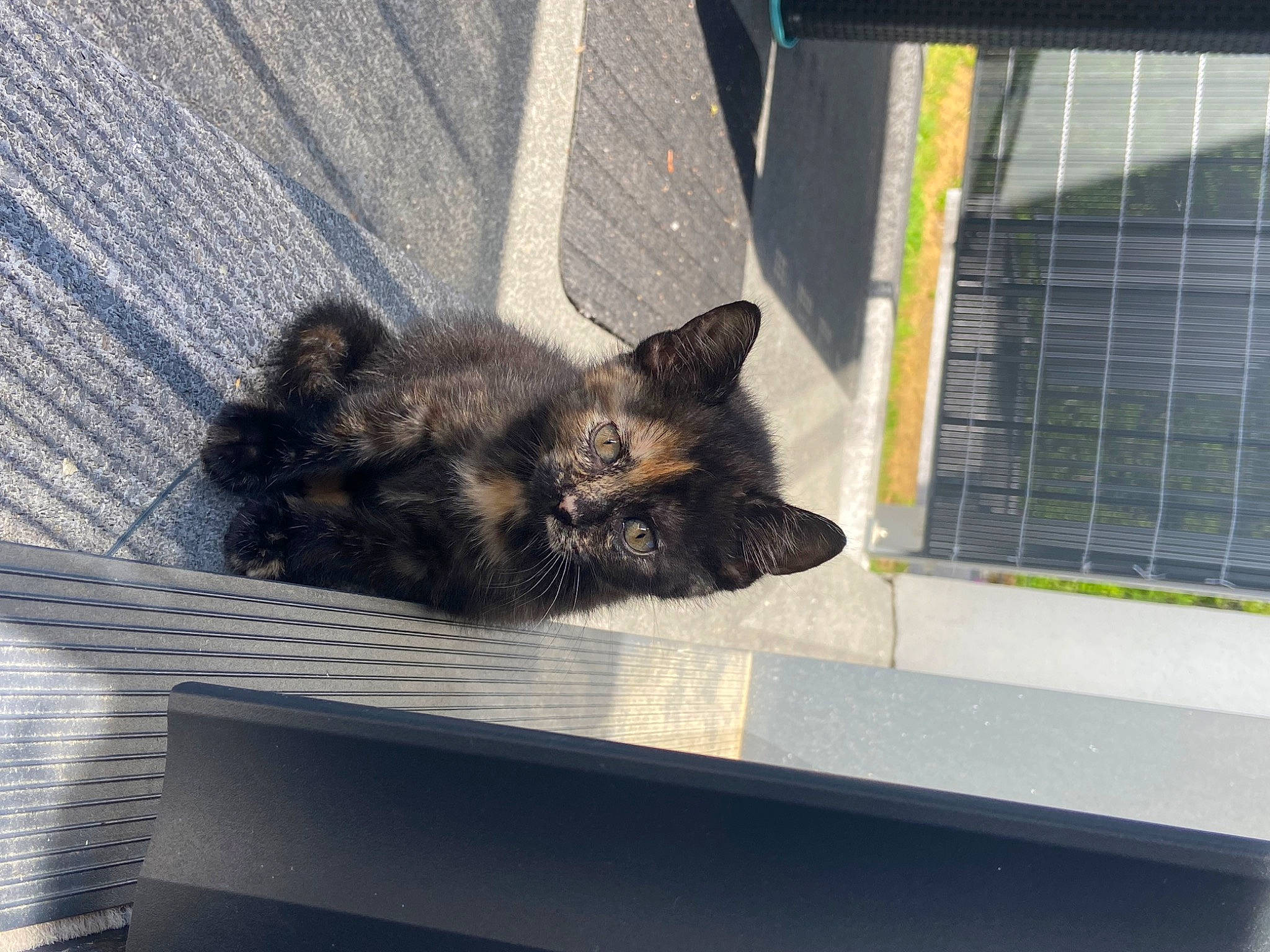 Hermione a rejoint le concours — aidez-le/la à gagner de superbes lots ! animal_shelter, asphalt, black_cat, carnivore, cat, claw, dog_breed, domestic_short_haired_cat, felidae, flooring, fur, mammal, mesh, paw, road_surface, small_to_medium_sized_cats, tail, vertebrate, whiskers, window