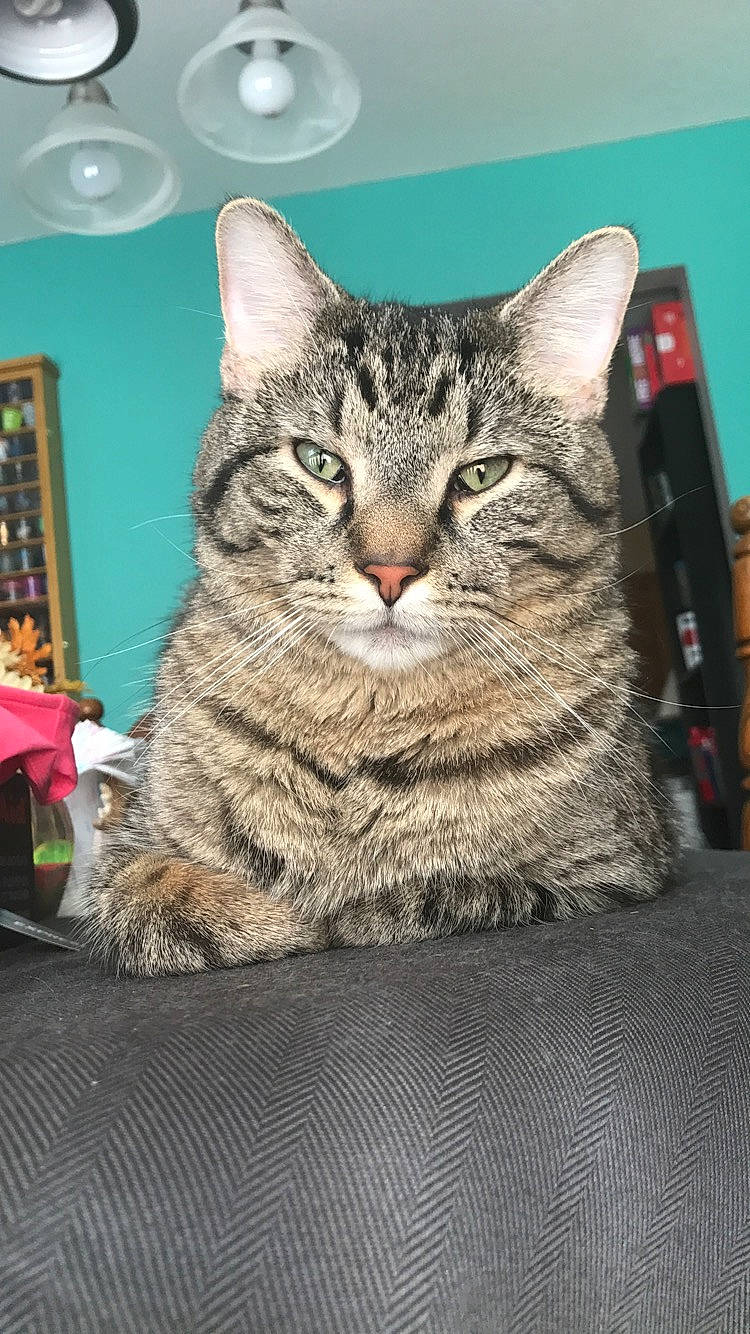 Buckeye is registered to the contest to win money with this photo: art, carnivore, cat, domestic_short_haired_cat, felidae, fur, sitting, small_to_medium_sized_cats, snout, terrestrial_animal, whiskers
