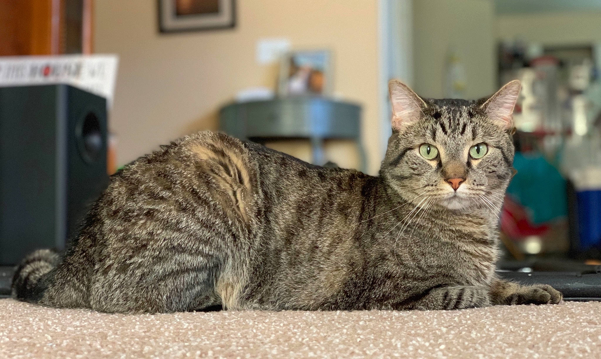 Buckeye is registered to the contest to win money with this photo: aegean_cat, american_bobtail, american_shorthair, asian, australian_mist, california_spangled, carnivore, cat, domestic_short_haired_cat, dragon_li, european_shorthair, felidae, mammal, ocicat, pixie_bob, small_to_medium_sized_cats, snout, tabby_cat, vertebrate, whiskers