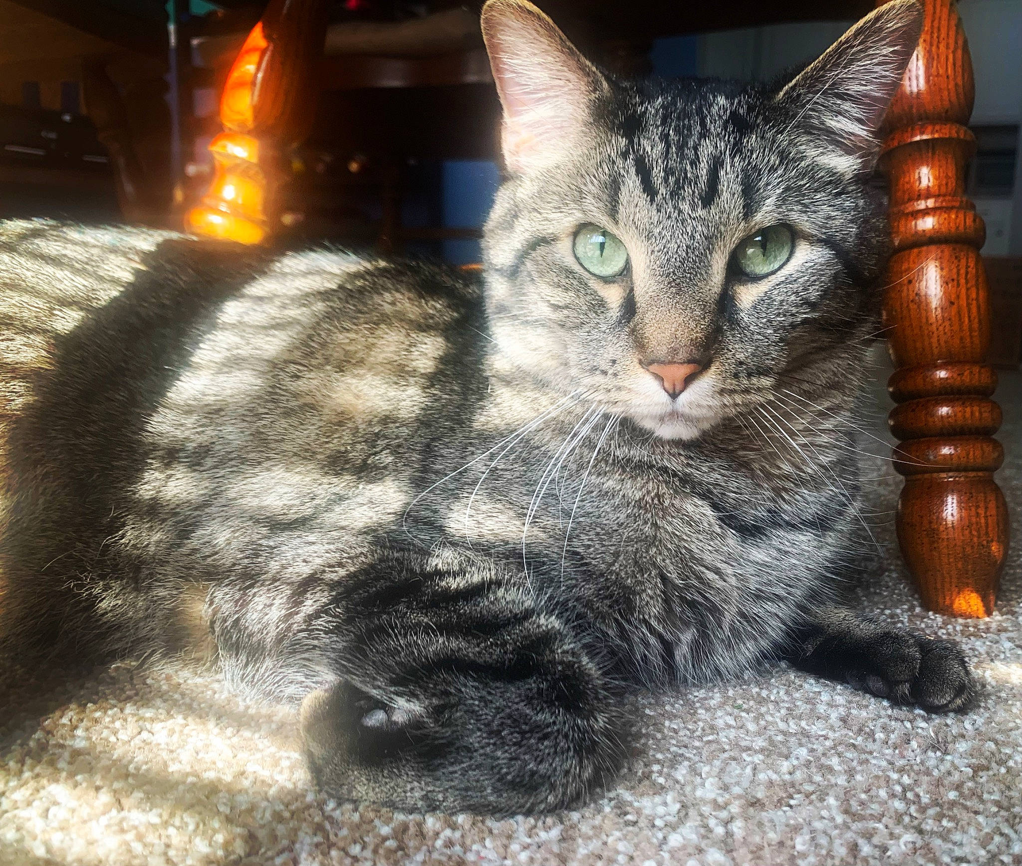 Buckeye is registered to the contest to win money with this photo: carnivore, cat, claw, darkness, domestic_short_haired_cat, eye, felidae, fur, grass, paw, road_surface, sitting, small_to_medium_sized_cats, snout, tail, terrestrial_animal, tree, whiskers, wildlife, window