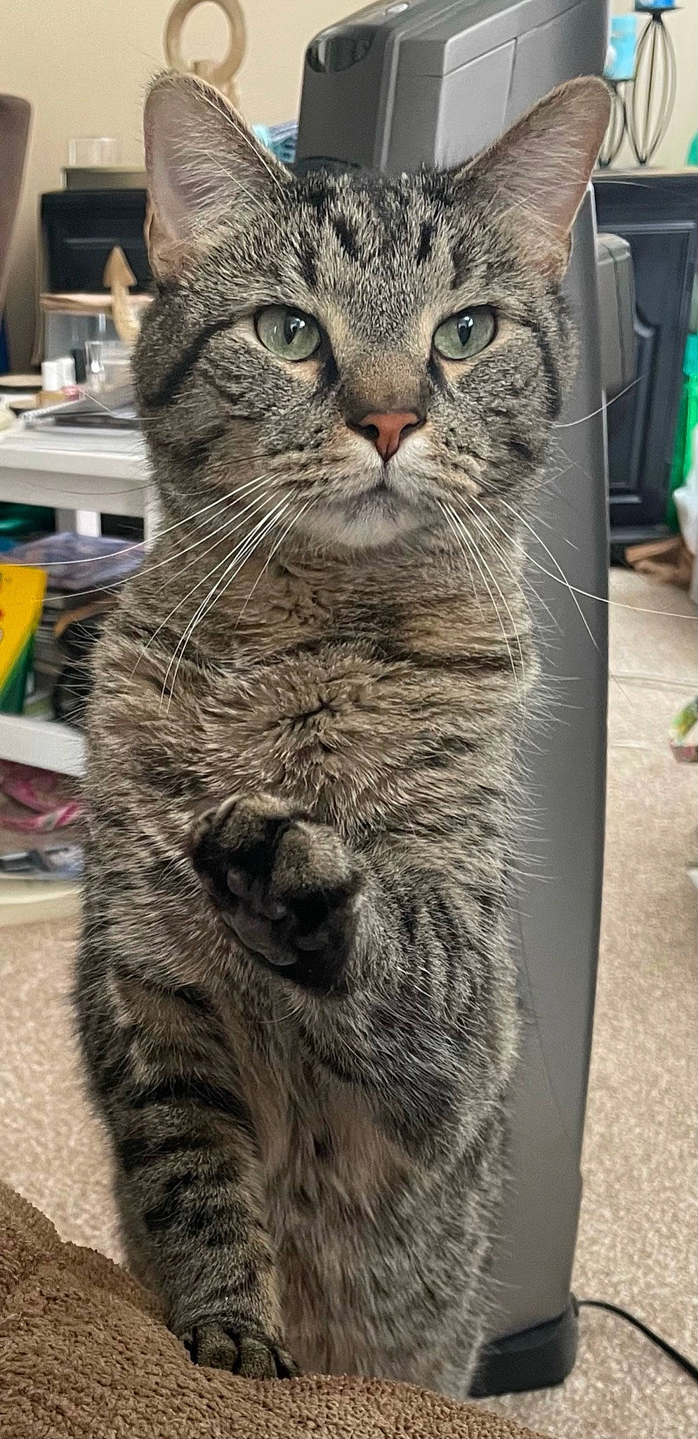 Buckeye joined the competition — help win amazing prizes! carnivore, cat, claw, domestic_short_haired_cat, felidae, fur, grey, mammal, paw, sitting, small_to_medium_sized_cats, snout, tail, terrestrial_animal, whiskers, window