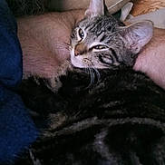 Phoenix joined the competition — help win amazing prizes! animal, arm, cat, closeup, comfort, cozy, ear, fabric, feline, fur, indoor, person, pet, pillow, relaxed, resting, sleepy, snuggling, tabby, whiskers