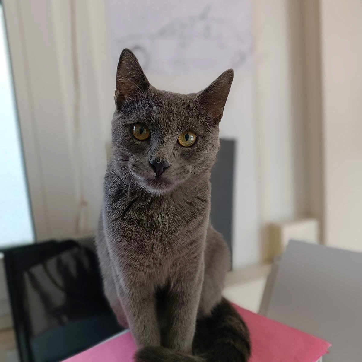 Tiango a rejoint le concours — aidez-le/la à gagner de superbes lots ! abyssinian, angora, animal, cat, computer, desk, egyptiancat, electronics, furniture, gray, kitten, laptop, pc, pet, table, text, window, windowsill