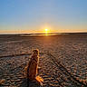 Raïky participe au concours pour gagner de l'argent avec cette photo : dog, golden_retriever, beach, sunset, sand, leash, outdoor, nature, sky, sun, water, shore, animal, pet, calm, serene, tire_tracks, evening, landscape, relaxation