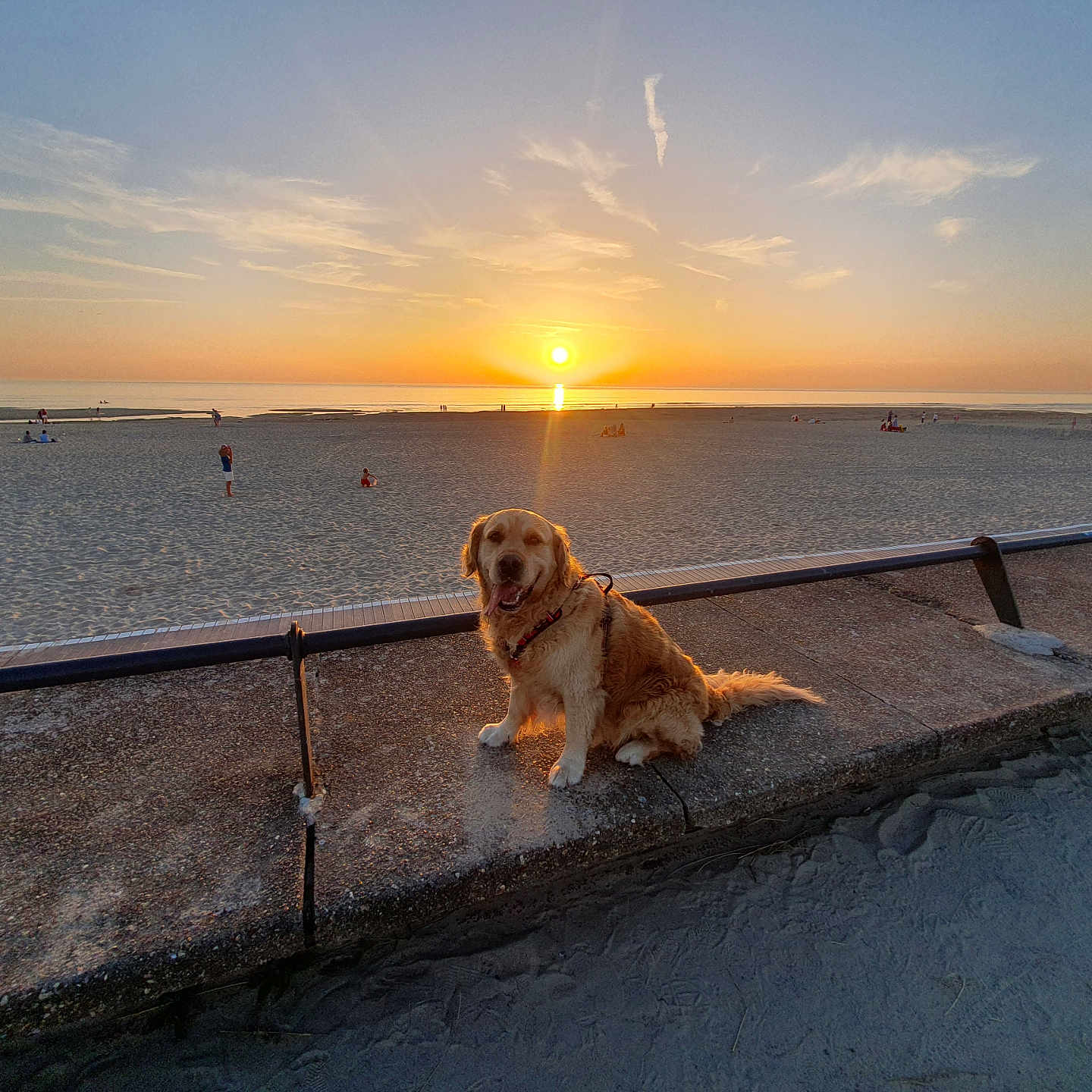 Raïky a rejoint le concours — aidez-le/la à gagner de superbes lots ! dog, golden_retriever, beach, sunset, sand, sea, concrete, ledges, people, sky, clouds, sun, outdoor, nature, animal, pet, water, horizon, relaxing, evening