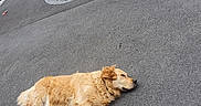 Raïky a rejoint le concours — aidez-le/la à gagner de superbes lots ! dog, golden_retriever, lying_down, asphalt, driveway, garden, potted_plants, white_stones, outdoor, daytime, relaxed, pet, canine, fur, nature, quiet, resting, backyard, house, landscape