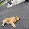 dog, golden_retriever, lying_down, asphalt, driveway, garden, potted_plants, white_stones, outdoor, daytime, relaxed, pet, canine, fur, nature, quiet, resting, backyard, house, landscape