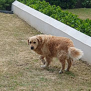 Raïky a rejoint le concours — aidez-le/la à gagner de superbes lots ! dog, golden_retriever, grass, outdoor, garden, bushes, white_wall, pet, canine, fur, animal, nature, backyard, curious, standing, daylight, greenery, suburban, looking_back, mammal