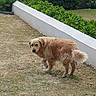 dog, golden_retriever, grass, outdoor, garden, bushes, white_wall, pet, canine, fur, animal, nature, backyard, curious, standing, daylight, greenery, suburban, looking_back, mammal