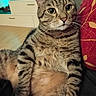 cat, tabby_cat, pet, feline, animal, close_up, portrait, whiskers, ears, eyes, striped_fur, brown_fur, indoor, couch, cushion, home, sitting, relaxed, fluffy, funny