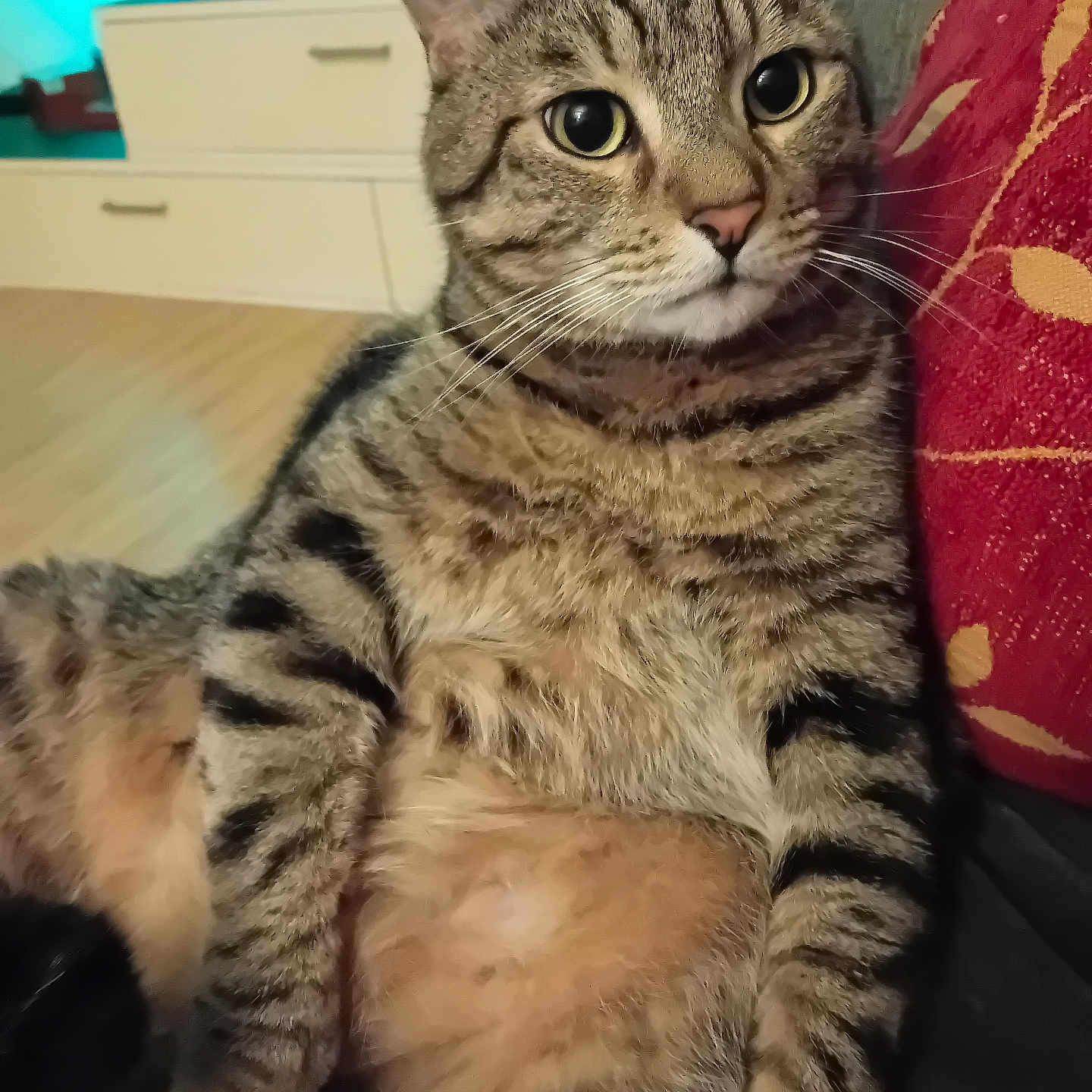 Missou a rejoint le concours — aidez-le/la à gagner de superbes lots ! cat, tabby_cat, pet, feline, animal, close_up, portrait, whiskers, ears, eyes, striped_fur, brown_fur, indoor, couch, cushion, home, sitting, relaxed, fluffy, funny