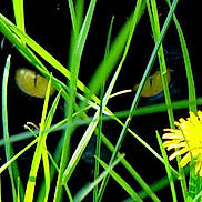 Maya participe au concours pour gagner de l'argent avec cette photo : cat, black_cat, grass, yellow_eyes, flower, yellow_flower, nature, outdoor, plant, foliage, closeup, stealth, hidden, animal, mystery, wildlife, green, summer, eye, background