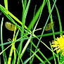 cat, black_cat, grass, yellow_eyes, flower, yellow_flower, nature, outdoor, plant, foliage, closeup, stealth, hidden, animal, mystery, wildlife, green, summer, eye, background