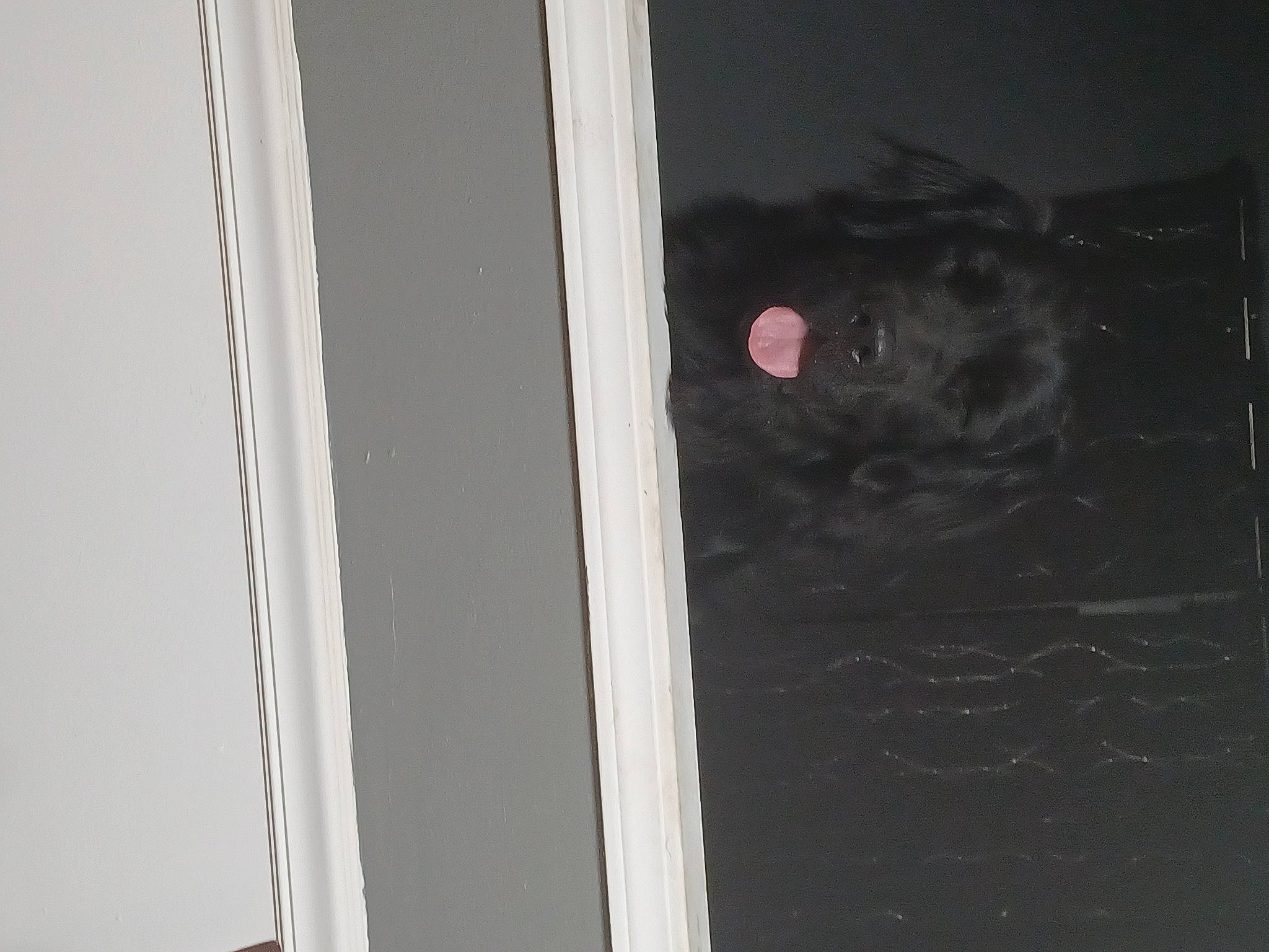 Fang joined the competition — help win amazing prizes! ball, circle, darkness, felidae, fur, grey, hardwood, magenta, monochrome, monochrome_photography, room, still_life_photography, tints_and_shades, toy, visual_arts, whiskers, window, wood