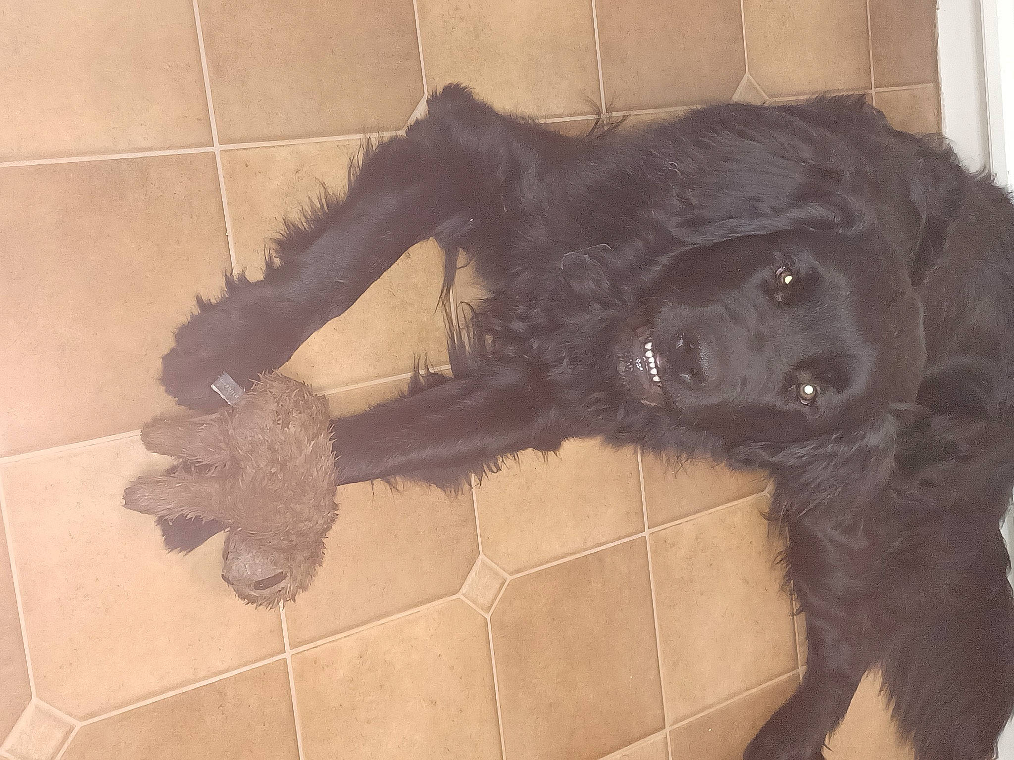 Fang is registered to the contest to win money with this photo: borador, canidae, carnivore, companion_dog, dog, dog_breed, flooring, fur, gun_dog, liver, natural_material, retriever, snout, spaniel, sporting_group, tail, terrestrial_animal, tile, tile_flooring, working_animal