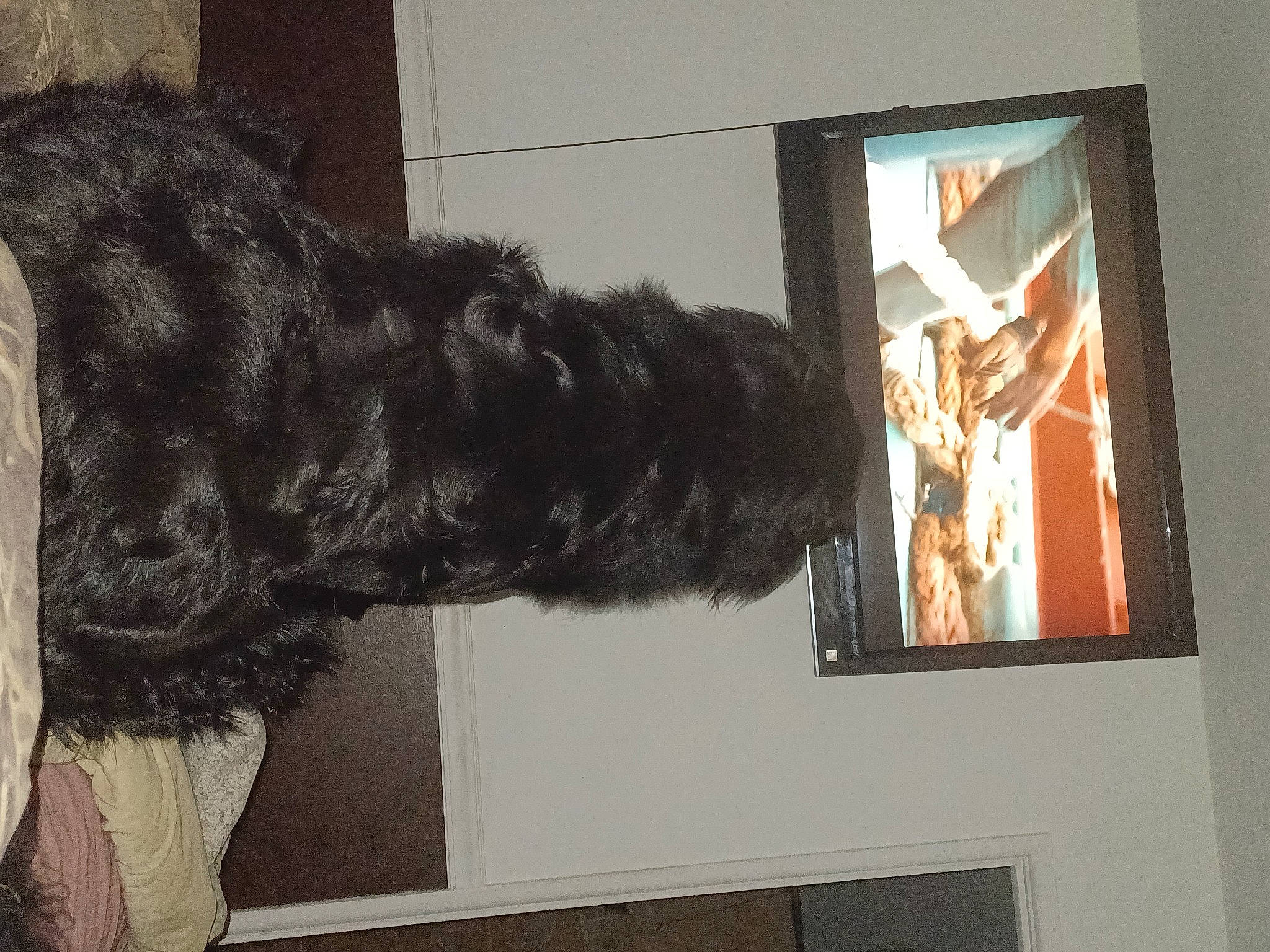 Fang is registered to the contest to win money with this photo: art, canidae, companion_dog, dog_breed, event, exhibition, fur, fur_clothing, natural_material, painting, picture_frame, room, sporting_group, tail, tourist_attraction, tree, visual_arts, wood