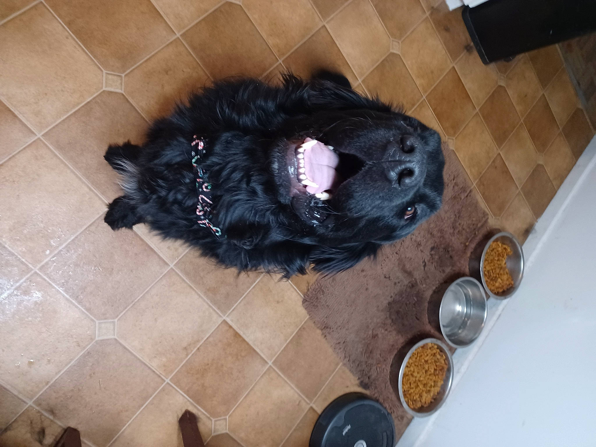 Fang is registered to the contest to win money with this photo: canidae, carnivore, collar, companion_dog, dog, dog_breed, dog_supply, flooring, fur, hardwood, non_sporting_group, pet_supply, snout, sporting_group, tail, working_animal