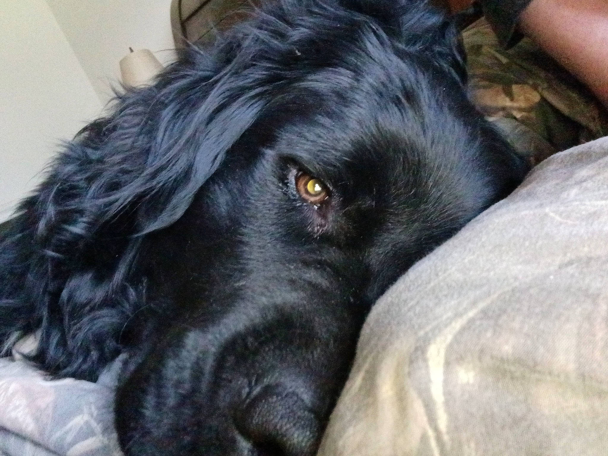 Fang is registered to the contest to win money with this photo: borador, carnivore, companion_dog, dog, dog_breed, fur, guard_dog, gun_dog, liver, retriever, spaniel, sporting_group, terrestrial_animal, whiskers, working_animal, working_dog