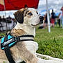 Taïko participe au concours pour gagner de l'argent avec cette photo : dog, blue_eyes, harness, grass, outdoor, canopy, blurred_background, resting, side_view, summer, pet, animal, leash, muzzle, fur, nature, event, people, sky, daytime