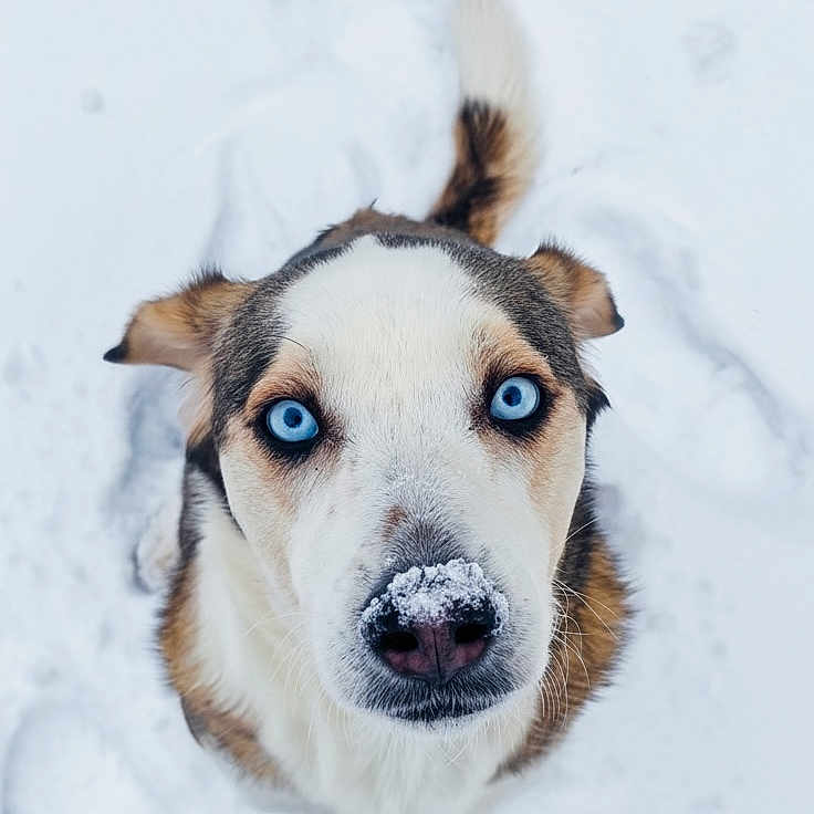 Taïko participe au concours pour gagner de l'argent avec cette photo : animal, animal_face, blue_eyes, canine, cold, cute, dog, ears, fur, looking_up, mammal, nature, nose, outdoor, pet, portrait, snow, tail, white_background, winter