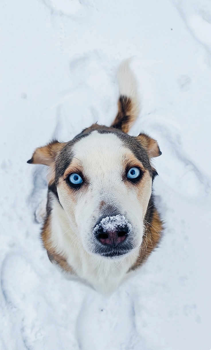 Taïko participe au concours pour gagner de l'argent avec cette photo : dog, snow, blue_eyes, animal, pet, outdoor, winter, fur, cute, canine, portrait, nose, animal_face, looking_up, nature, mammal, cold, white_background, ears, tail