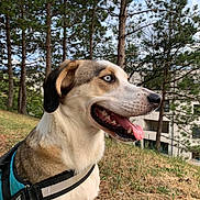 Taïko participe au concours pour gagner de l'argent avec cette photo : dog, animal, outdoor, grass, trees, pine_trees, blue_eyes, harness, tongue_out, panting, pet, nature, side_view, canine, happy, summer, daylight, fur, muzzle, ears