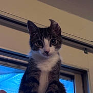 Cheesecake is registered to the contest to win money with this photo: cat, tabby, indoor, window, pink_blanket, curious, pet, animal, feline, ears, fur, whiskers, closeup, young_cat, looking_at_camera, domestic_cat, house, portrait, soft_light, sitting