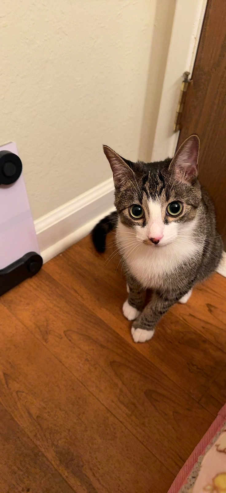 Cheesecake is registered to the contest to win money with this photo: cat, tabby, indoor, wooden_floor, door, curious, pet, animal, feline, white_paws, ears, whiskers, looking_up, household, domestic, young_cat, flooring, wall, baseboard, pink_nose