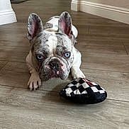 Jax is registered to the contest to win money with this photo: french_bulldog, dog, blue_eyes, pet, indoor, wooden_floor, toy, plush_toy, paw, ears, snout, close_up, cute, animal, domestic_animal, companion, laying_down, flooring, home_interior, wall