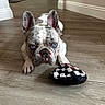 french_bulldog, dog, blue_eyes, pet, indoor, wooden_floor, toy, plush_toy, paw, ears, snout, close_up, cute, animal, domestic_animal, companion, laying_down, flooring, home_interior, wall