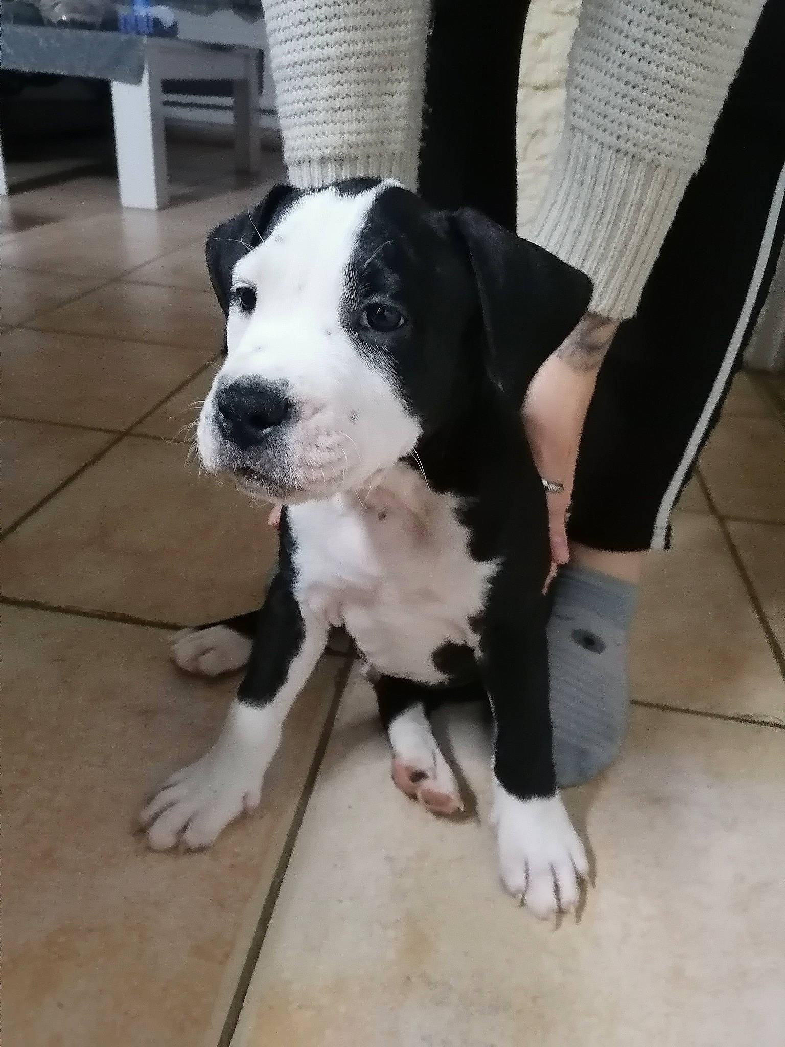 Gibs participe au concours pour gagner de l'argent avec cette photo : canidae, carnivore, chair, collar, companion_dog, dog, dog_breed, dog_collar, fawn, floor, flooring, foot, fur, hardwood, non_sporting_group, snout, sporting_group, tail, whiskers, working_animal