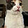 Adeline