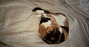 Adeline joined the competition — help win amazing prizes! cat, calico_cat, sleeping, curled_up, bed, bedding, blanket, white_fabric, indoors, bedroom, pet, resting, fur, orange_fur, black_fur, white_fur, relaxed, cozy, human_hand, cute