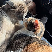 Adeline joined the competition — help win amazing prizes! cat, cats, kitten, feline, calico_cat, cream_cat, gray_cat, white_fur, orange_fur, soft_fur, whiskers, ears, nose_touch, cuddling, affection, sleeping, close_up, pet, car_interior, sunlight