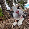 Adeline is registered to the contest to win money with this photo: cat, kitten, pet, animal, feline, white_and_gray, close_up, portrait, face, eyes, nose, whiskers, paws, collar, outdoor, park, tree, bark, dirt, curious