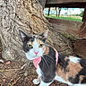 Adeline joined the competition — help win amazing prizes! calico_cat, cat, feline, pet, pink_harness, outdoor, park, tree, wooden_bench, rustic, animal, whiskers, green_eyes, pink_nose, fur, sitting, portrait, nature, ground, closeup