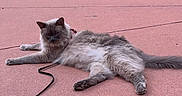 Momo is registered to the contest to win money with this photo: cat, fluffy_cat, gray_cat, blue_eyes, animal, pet, feline, long_hair, lying_down, relaxed, outdoor, pavement, rocky_background, red_rocks, leash, collar, pink_ground, portrait, photography, tourist_attraction
