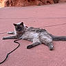 cat, fluffy_cat, gray_cat, blue_eyes, animal, pet, feline, long_hair, lying_down, relaxed, outdoor, pavement, rocky_background, red_rocks, leash, collar, pink_ground, portrait, photography, tourist_attraction
