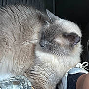 Momo is registered to the contest to win money with this photo: cat, feline, sleeping, fluffy, long_hair, colorpoint, cream_fur, gray_markings, closed_eyes, whiskers, ears, muzzle, pet, animal, car, vehicle, water_bottle, person, closeup, relaxed