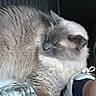 cat, feline, sleeping, fluffy, long_hair, colorpoint, cream_fur, gray_markings, closed_eyes, whiskers, ears, muzzle, pet, animal, car, vehicle, water_bottle, person, closeup, relaxed