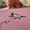cat, fluffy, gray_cat, long_hair, animal, pet, leash, lying_down, outdoor, pavement, rock_formation, red_rocks, park, trees, railing, background, sunlight, landscape, relaxed, portrait