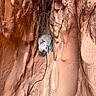 kitten, cat, fluffy, gray_fur, red_bow, rock, rock_formation, crevice, canyon, outdoor, adventure, hiding, sitting, small_animal, pet, leash, texture, vertical_photo, natural_light, desert_landscape
